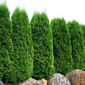 Thuja occidentalis 'Smaragd - 'Emerald Green'