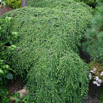 Tsuga canadensis 'Cole's Prostrate' - Canadian Hemlock