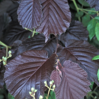 Corylus maxima 'Purpurea' (Purple-leaf Hazel) - Purpurea Purple-leaf Hazel