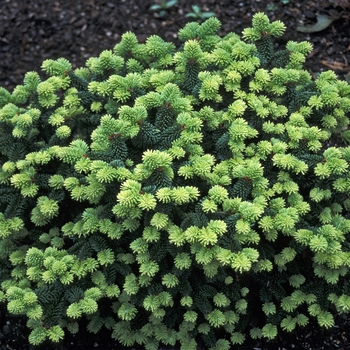 Abies balsamea 'Piccolo' - Balsam Fir