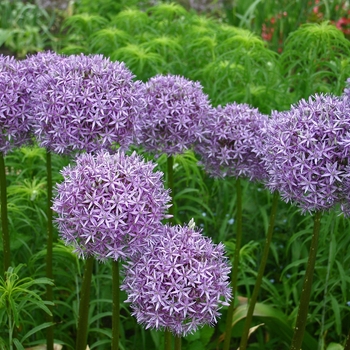 Allium - 'Globemaster' Ornamental Onion