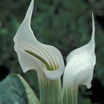 Arisaema candidissimum - Jack In The Pulpit