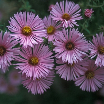 Aster novae-angliae 'Harrington's Pink' - Aster