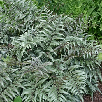 Athyrium nipponicum - 'Godzilla' Painted Fern