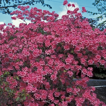 Rhododendron hybrid - 'Rosy Lights'