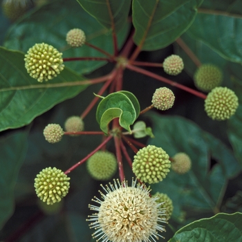 Cephalanthus occidentalis - Common Buttonbush