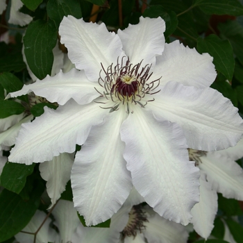 Clematis 'Claire de Lune' - Claire de Lune Clematis