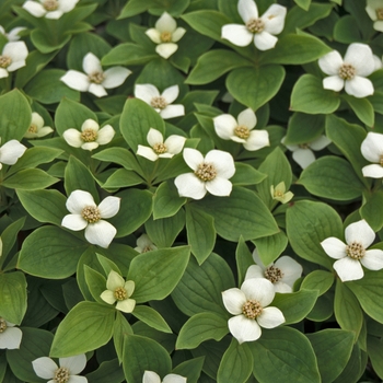 Cornus canadensis - Bunchberry Dogwood