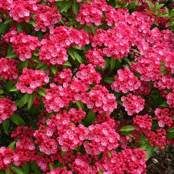 Kalmia 'Sarah' - Mountain Laurel