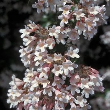 Kolkwitzia amabilis 'Pink Cloud' - Beauty Bush