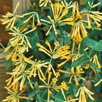 Lonicera sempervirens 'John Clayton' - Honeysuckle