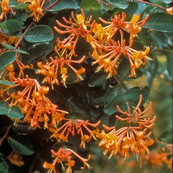 Lonicera semp. 'Mandarin' - Manderin Honeysuckle Vine