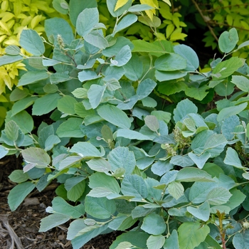 Fothergilla major 'Blue Shadow' - Fothergilla