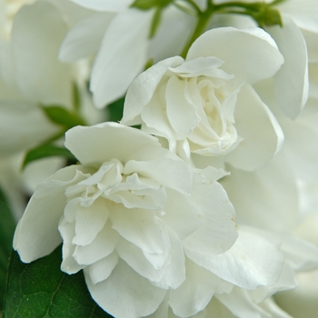 Philadelphus hybrid - 'Snowbelle'
