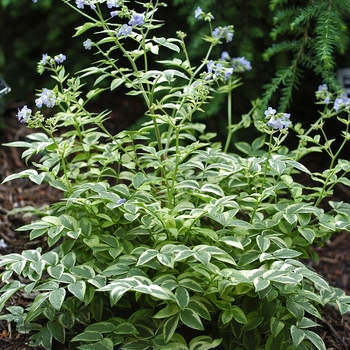 Polemonium reptans 'Stairway to Heaven' - Jacob's Ladder