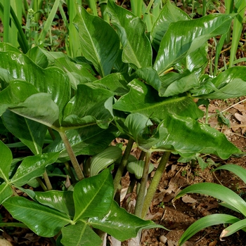 Arisaema ringens - Japanese Cobra Jack