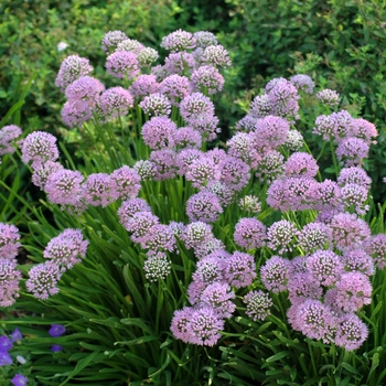 Allium senescens - German garlic