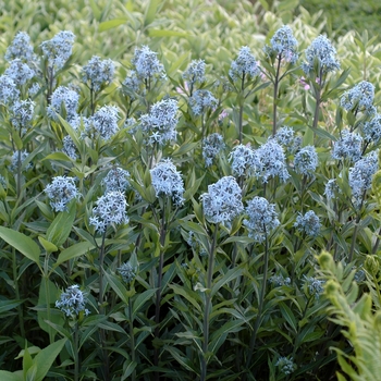 Amsonia tabernaemontana - Blue Star Flower