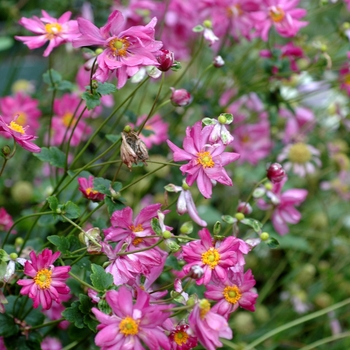 Anemone x hybrida 'Pamina' - Japanese anemone