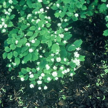 Anemonella thalictroides 'Snowflake' - 'Snowflake' Rue-anemone