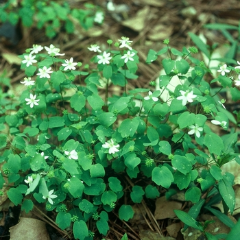 Anemonella thalictroides - Rue Anemone