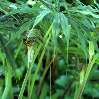 Arisaema consanguineum - Purple Jack