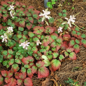 Astilbe arendsii 'Color Flash®' - Color Flash® Astilble