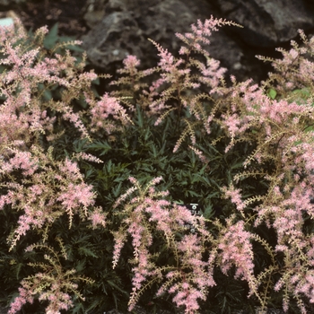 Astilbe simplicifolia 'Sprite' - Astilbe-Dwarf Sprite