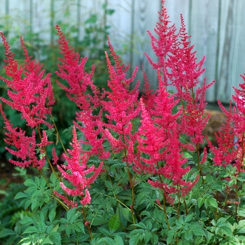 Astilbe x arendsii 'Radius' - Astilbe