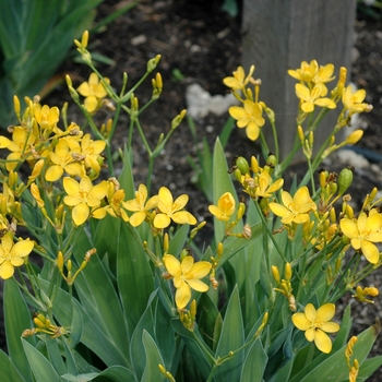 Belamcanda flabellata 'Hello Yellow' - Blackberry Lily