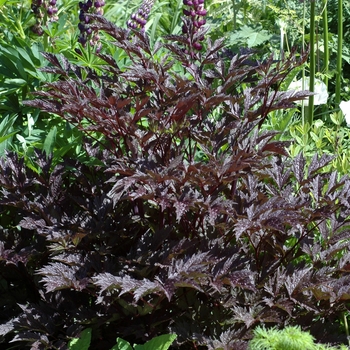 Cimicifuga ramosa - 'James Compton' Branched Bugbane