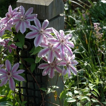 Clematis hybrid 'Nellie Moser' - Hybrid Clematis