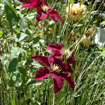 Clematis hybrid 'Niobe' - Hybrid Clematis