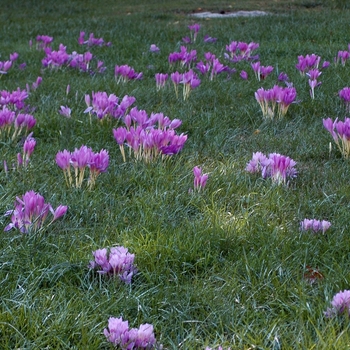 Colchicum autumnale - 'Major' Autumn Crocus