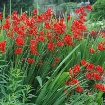 Crocosmia aurea - 'Lucifer' Monbretia