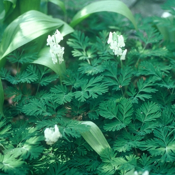 Dicentra canadensis - Squirrel corn