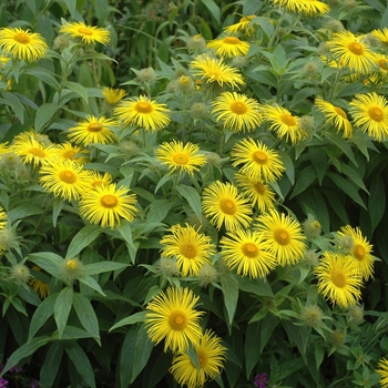 Doronicum carpetanum - Leopard's bane