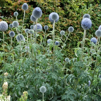 Echinops ritro 'Blue Glow' - Globe Thistle