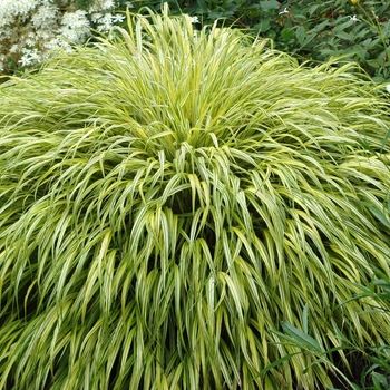 Hakonechloa macra - 'Albo-variegata'