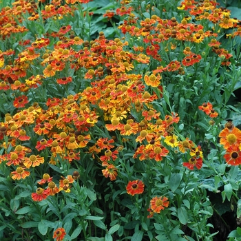 Helenium autumnale 'Moerheim Beauty' - Helen flower