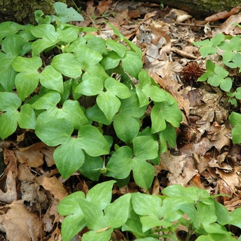 Hepatica acutiloba - Sharp-lobed Liverwort