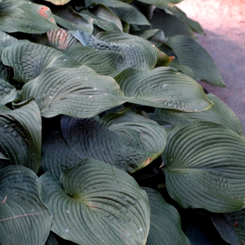 Hosta 'Blue Angel' (Hosta, Plantain Lily) - Blue Angel Hosta, Plantain Lily