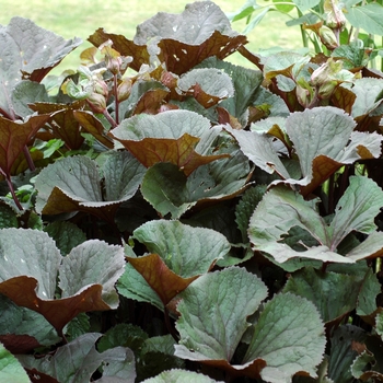 Ligularia dentata 'Othello' - Big Leaf Ligularia