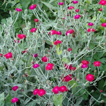 Lychnis coronaria - Mullein Pink, Campion flower