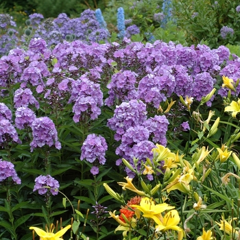 Phlox paniculata 'Violet' - Garden phlox