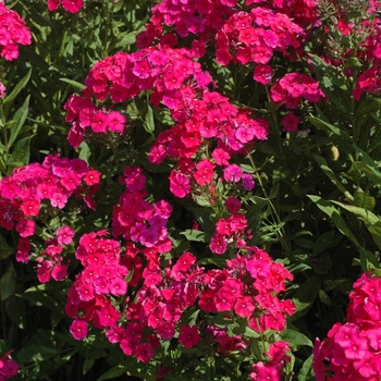Phlox paniculata 'Red Riding Hood' - Garden phlox