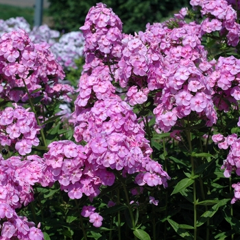 Phlox paniculata 'Rosa Goliath' - Garden phlox