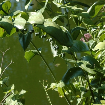 Polygonatum commutatum - Giant Solomon's Seal