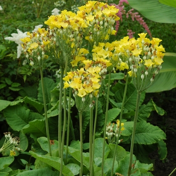 Primula 'Sunset Shades' - Primrose