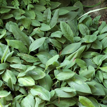 Pulmonaria angustifolia - Lungwort